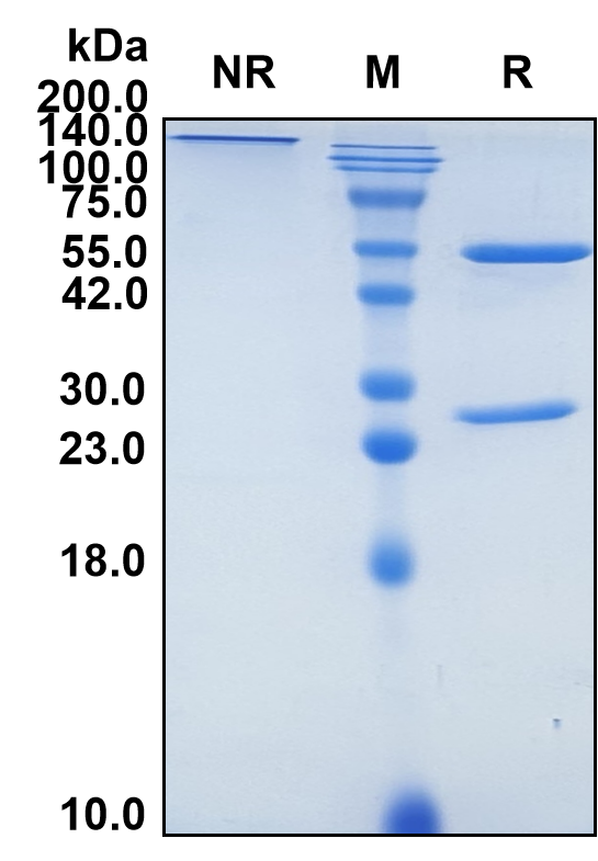 (Clivatuzumab)Biosimilar Reference Antibody-GS40140