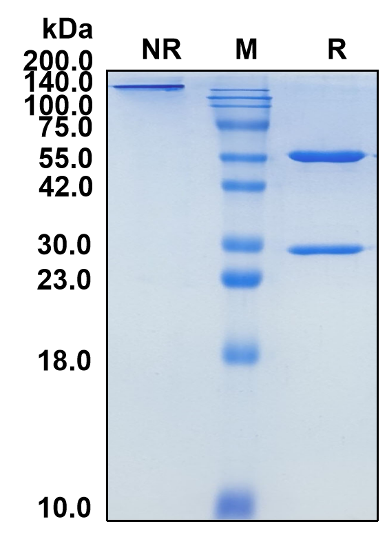 (Codrituzumab)Biosimilar Reference Antibody-GS40142