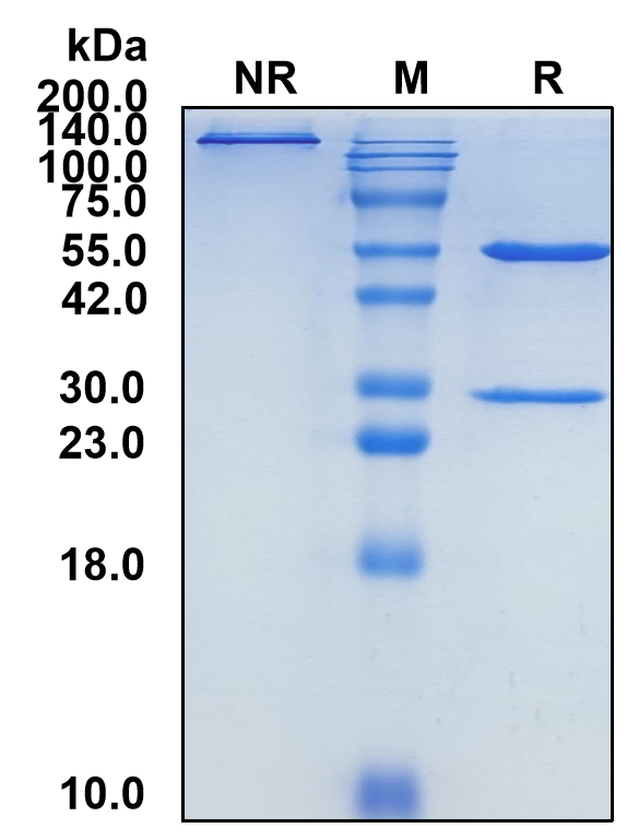 (Cofetuzumab)Biosimilar Reference Antibody-GS40143