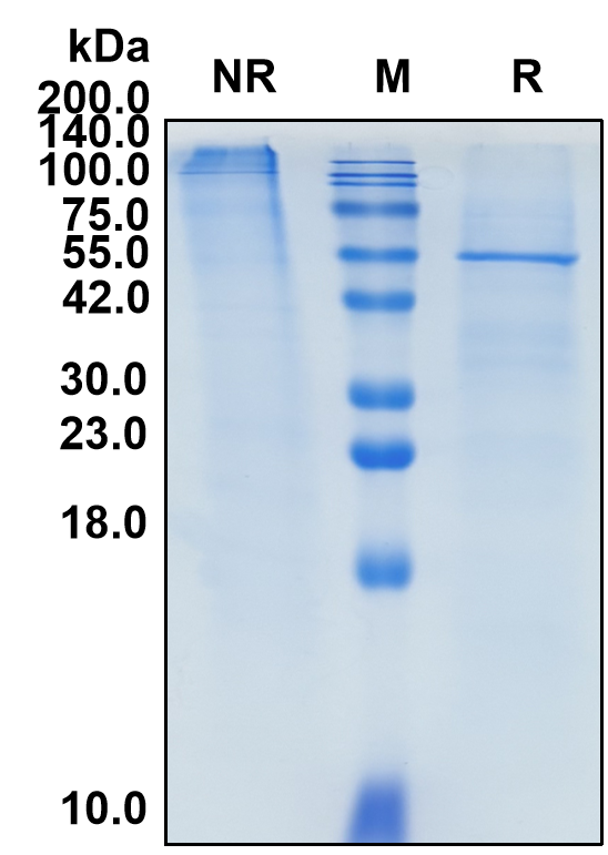 (Prezalumab)Biosimilar Reference Antibody-GS40568