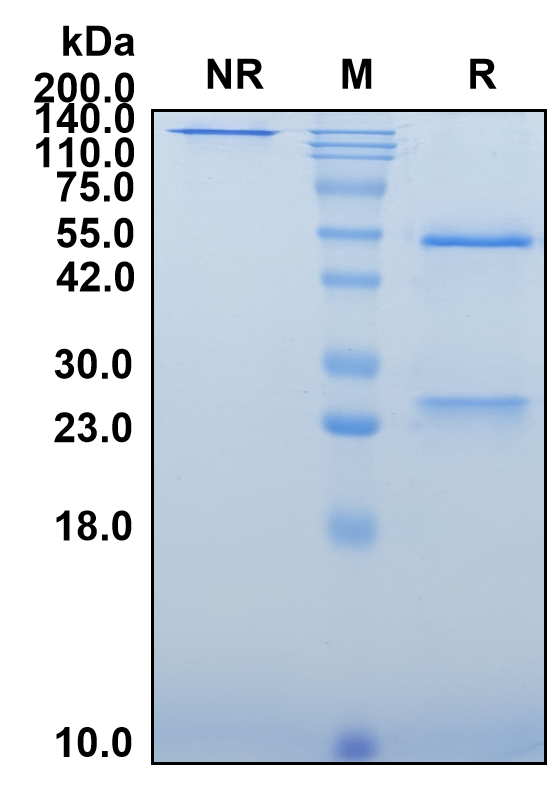 (Crizanlizumab)Biosimilar Reference Antibody-GS40154