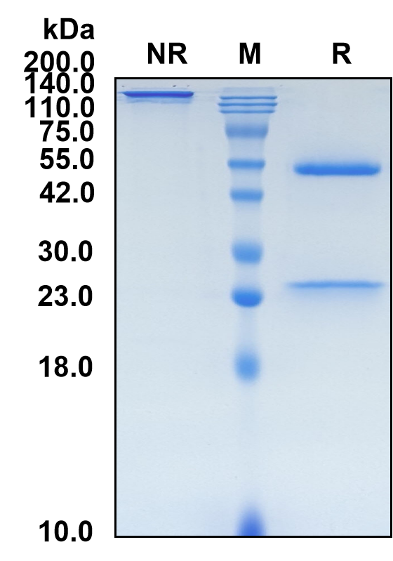(Pritoxaximab)Biosimilar Reference Antibody-GS40569