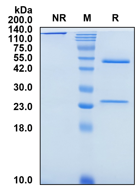 (Crotedumab)Biosimilar Reference Antibody-GS40155