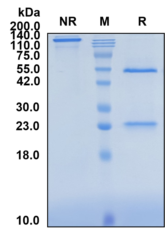 (Concizumab)Biosimilar Reference Antibody-GS40146