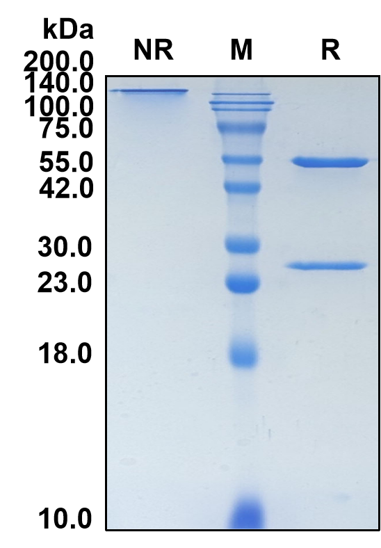 (Cosfroviximab)Biosimilar Reference Antibody-GS40149