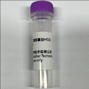 重组人MOG蛋白