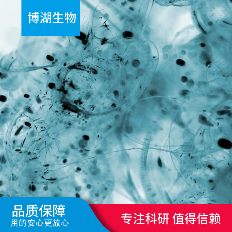 鸡气管上皮细胞