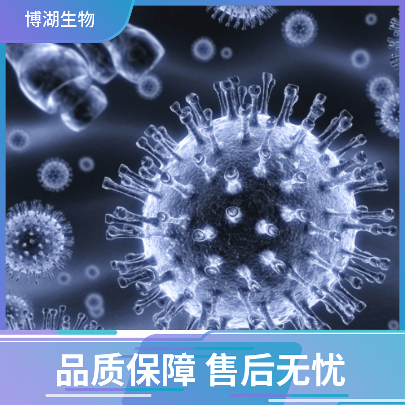 人牙周膜干细胞