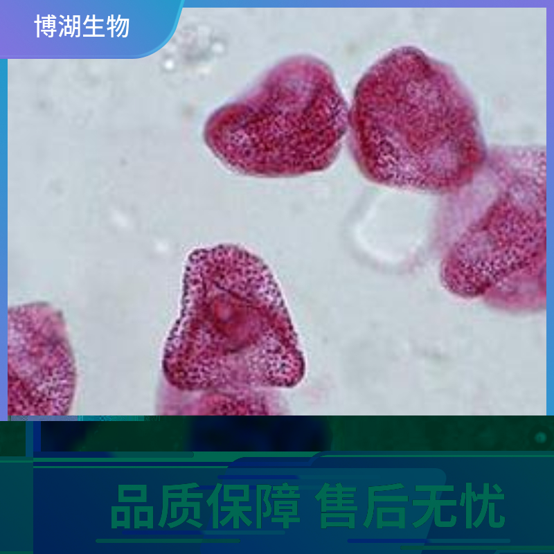 人乳腺上皮细胞