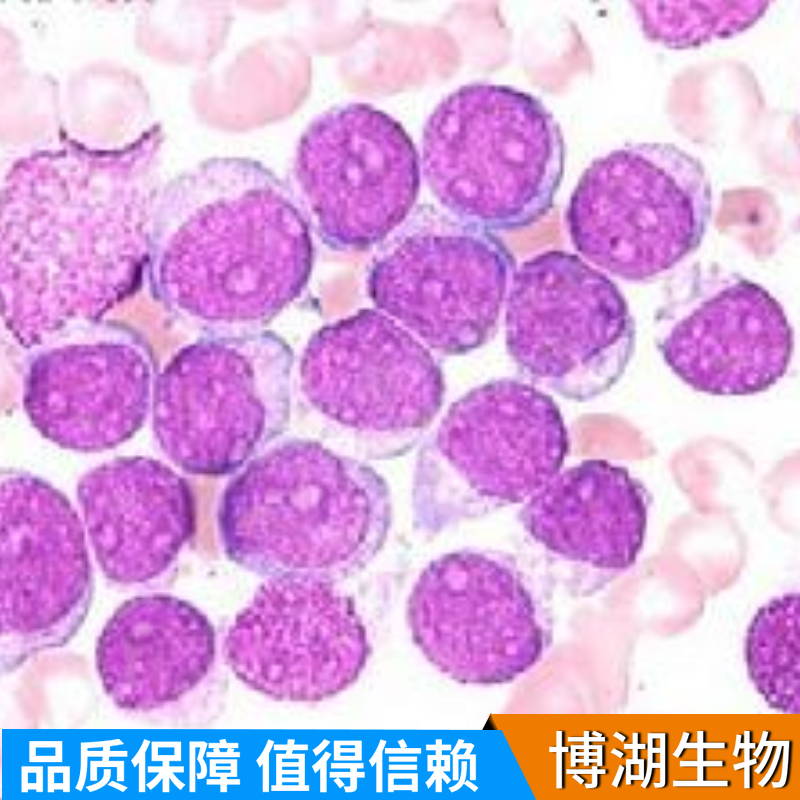 大鼠食管平滑肌细胞