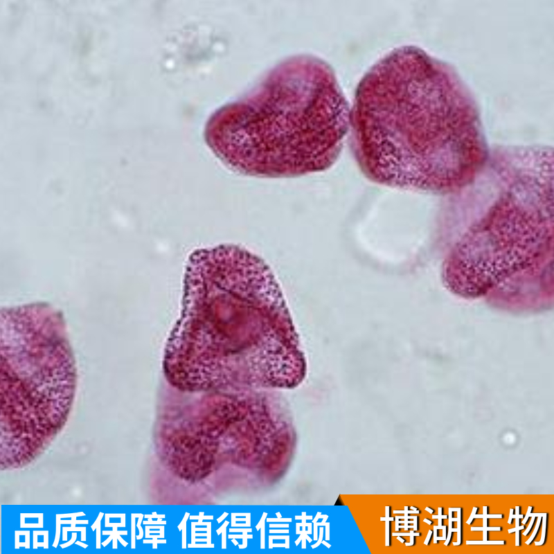 大鼠乳腺导管上皮细胞