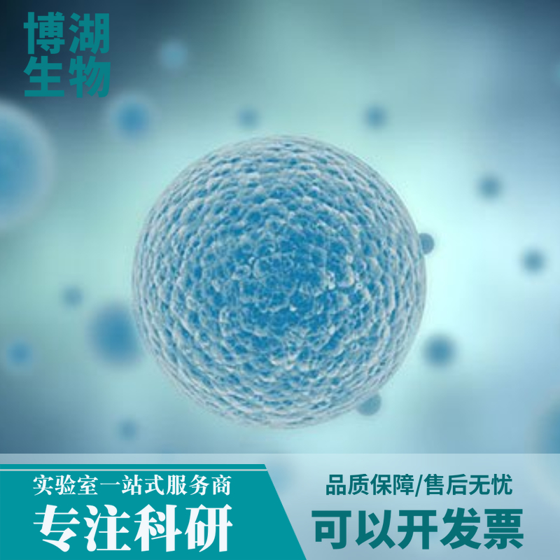 大鼠牙髓干细胞