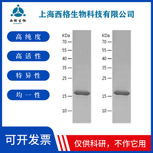 Recombinant Human FGF9