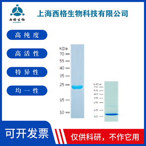 Recombinant Human FGF 23