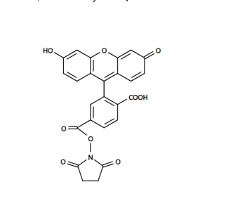 6-FAM,SE 6-羧基荧光素琥珀酰亚胺酯  92557-81-8
