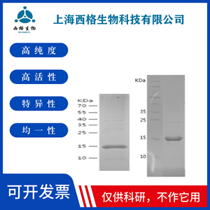 Recombinant Human eIF4H