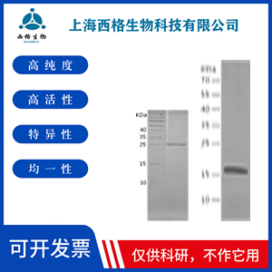 Recombinant Human EMILIN1