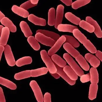 Erythrobacter Gangjinensis