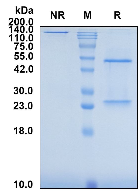 (Ascrinvacumab)Biosimilar Reference Antibody-GS40039