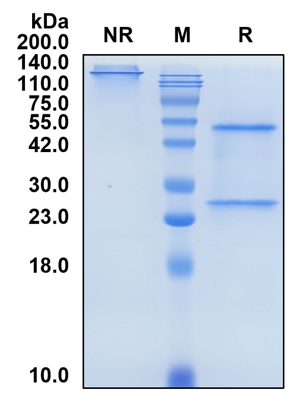 (Crenezumab)Biosimilar Reference Antibody-GS40152
