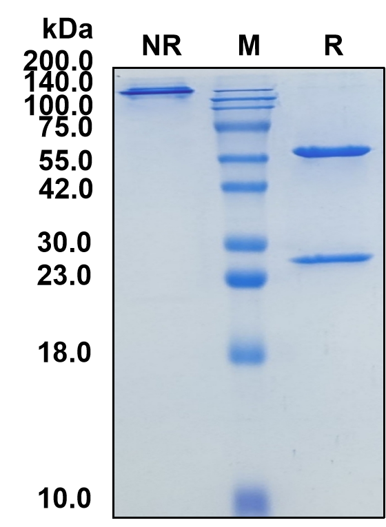 (Crovalimab)Biosimilar Reference Antibody-GS40156