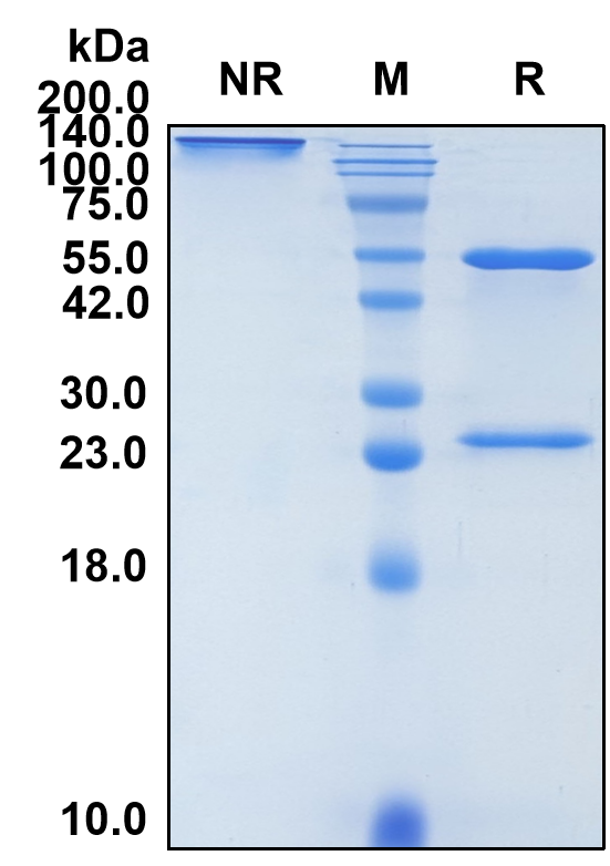 (Cudarolimab)Biosimilar Reference Antibody-GS40157