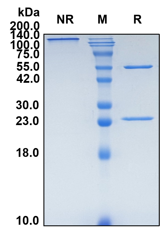(Cusatuzumab)Biosimilar Reference Antibody-GS40158