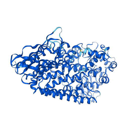 重组人ALOX5蛋白