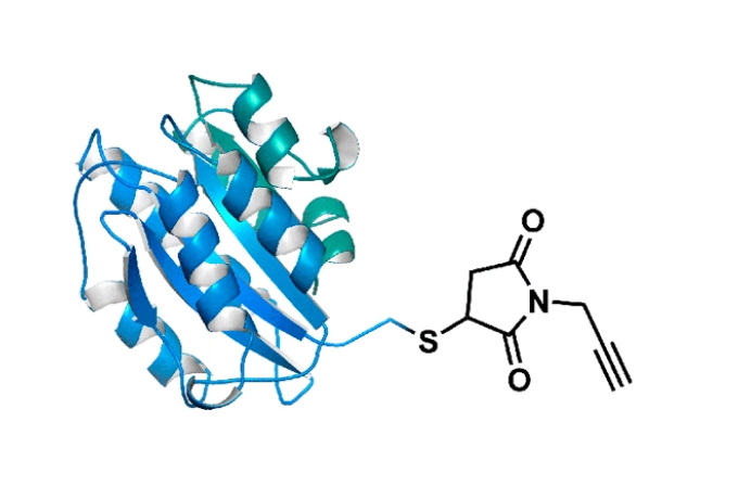 BSA Alkyne；炔基修饰的牛血清白蛋白