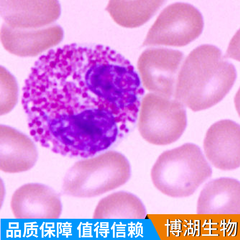 兔大隐静脉内皮细胞