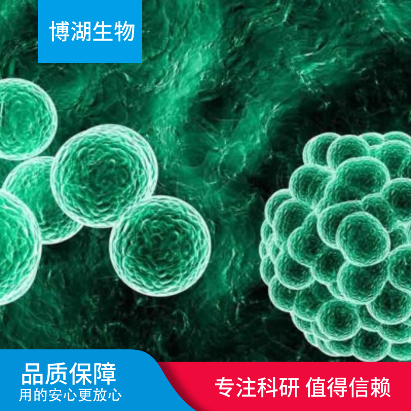 兔肾小管上皮细胞