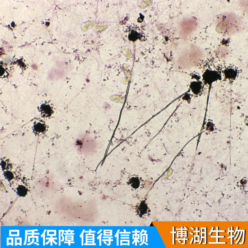 兔角膜内皮细胞