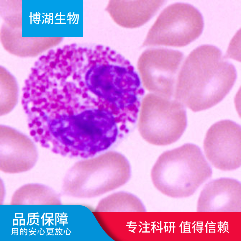 兔三叉神经星形胶质细胞