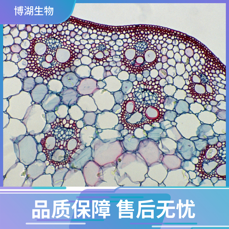 小鼠腹膜间皮细胞