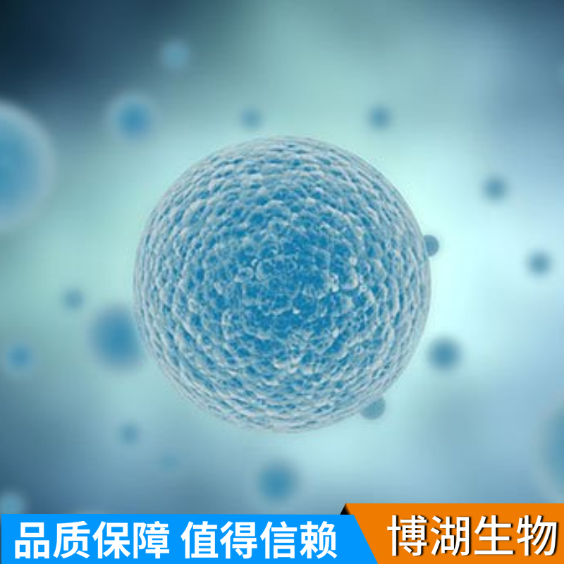 小鼠肝窦内皮细胞