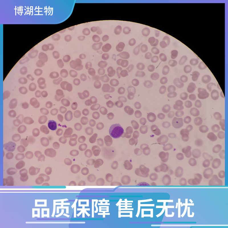 小鼠骨髓间充质干细胞