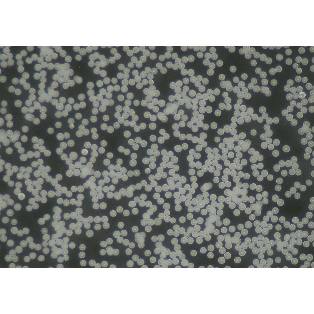 聚己内酯微球PCL微球30-50微米