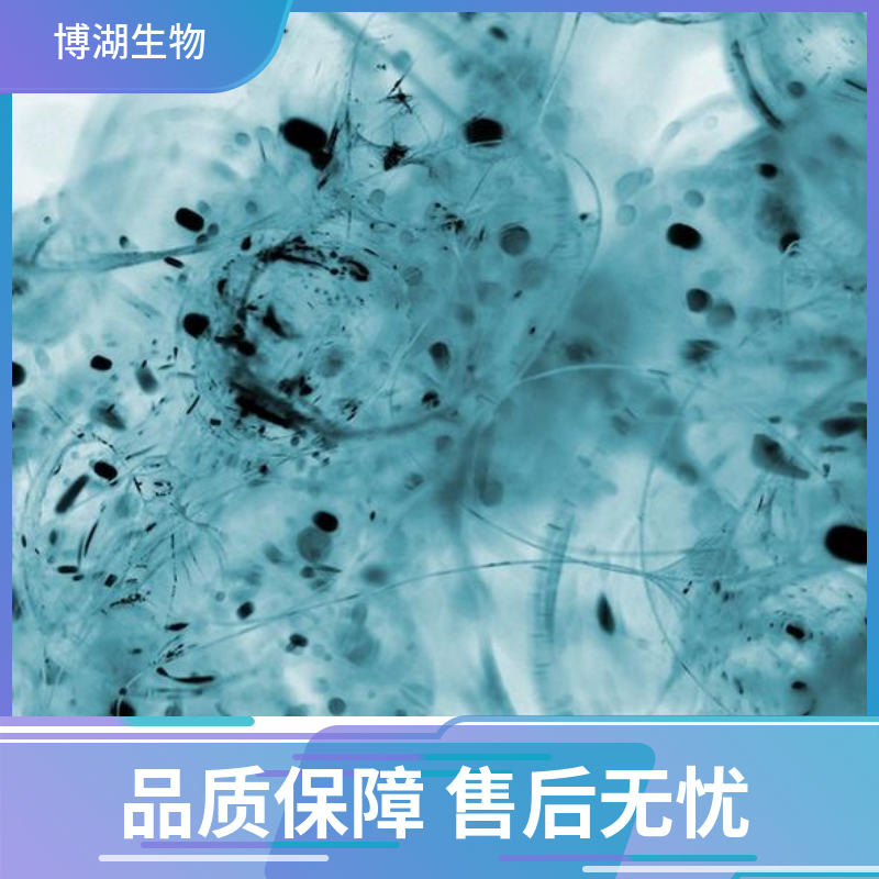 小鼠角膜内皮细胞