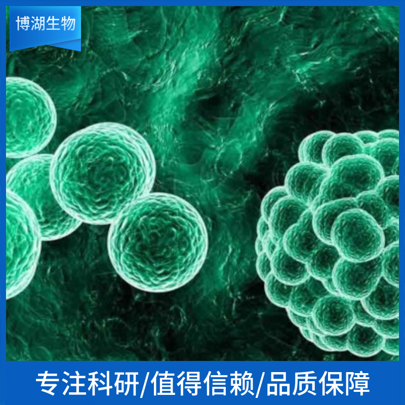 小鼠结肠成纤维细胞