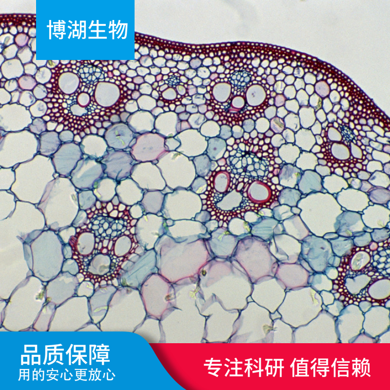 小鼠冠状动脉平滑肌细胞