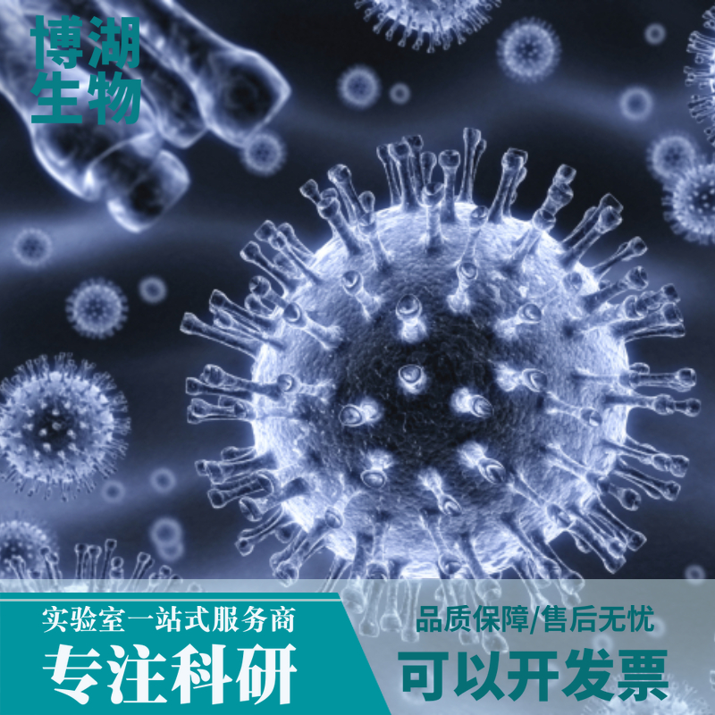 小鼠海绵体平滑肌细胞