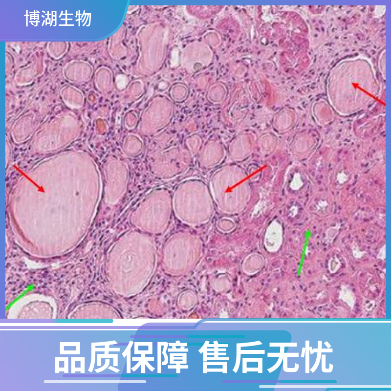 小鼠滑膜间充质干细胞