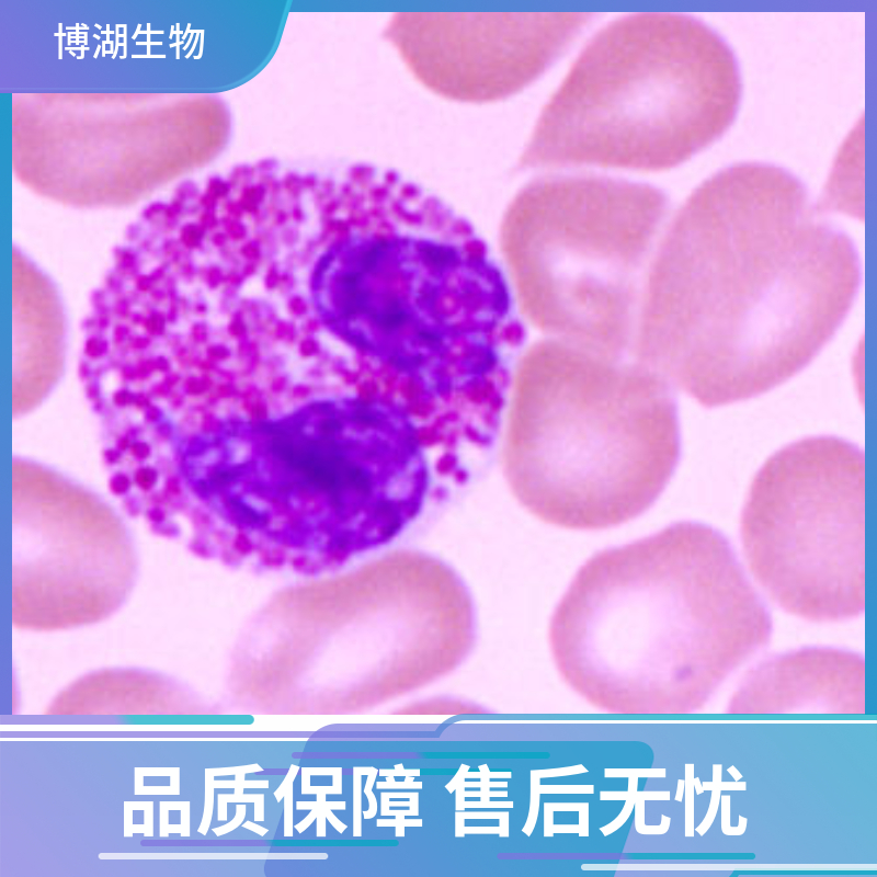 小鼠脊髓星形胶质细胞