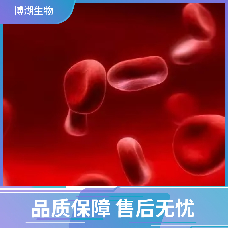 小鼠晶状体上皮细胞