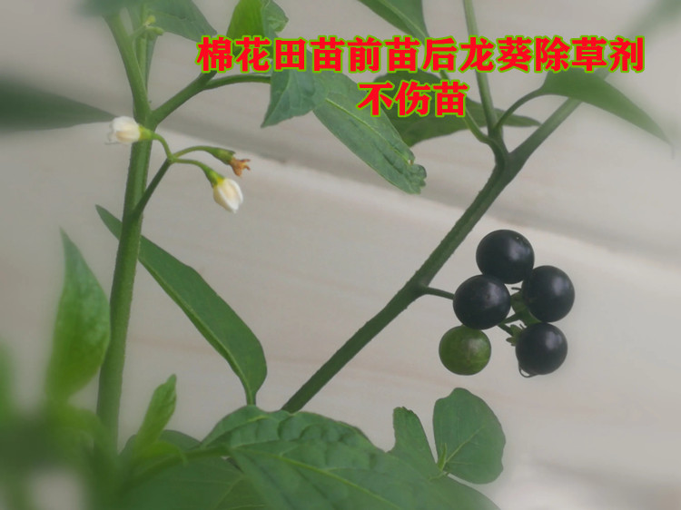 嘧草硫醚;95%嘧硫草醚原药厂家