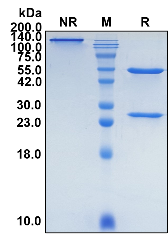 (Datopotamab)Biosimilar Reference Antibody-GS40169