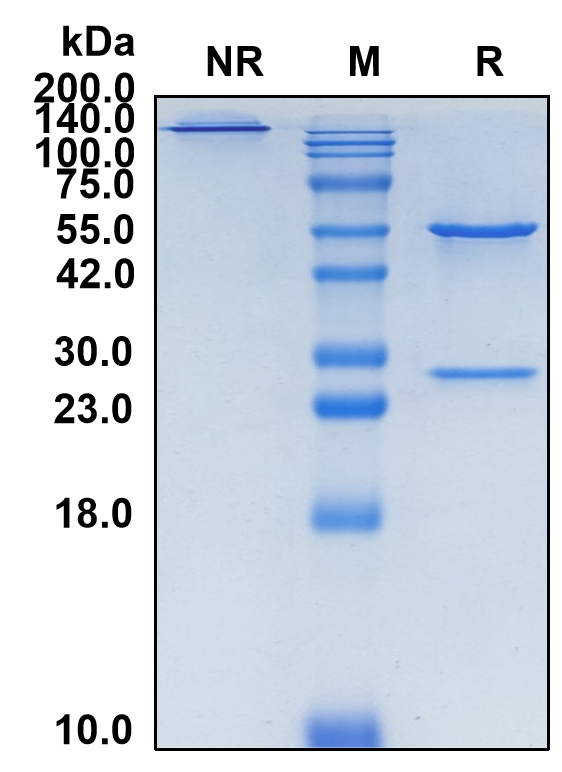 (Daxdilimab)Biosimilar Reference Antibody-GS40170