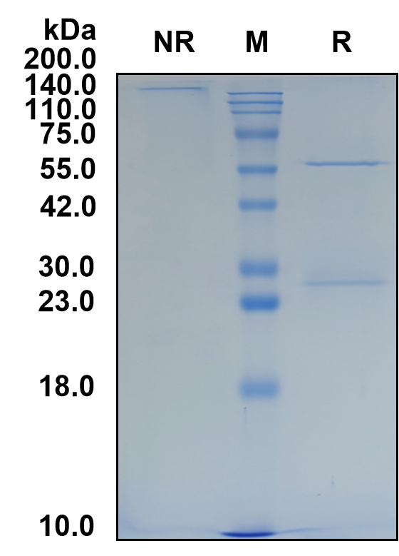 (Demcizumab)Biosimilar Reference Antibody-GS40174
