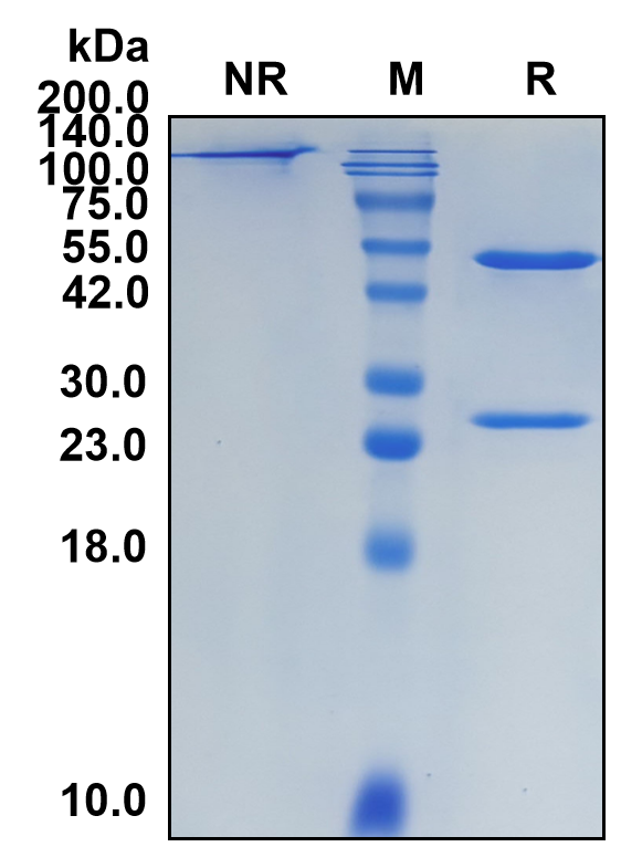 (Demupitamab)Biosimilar Reference Antibody-GS40175
