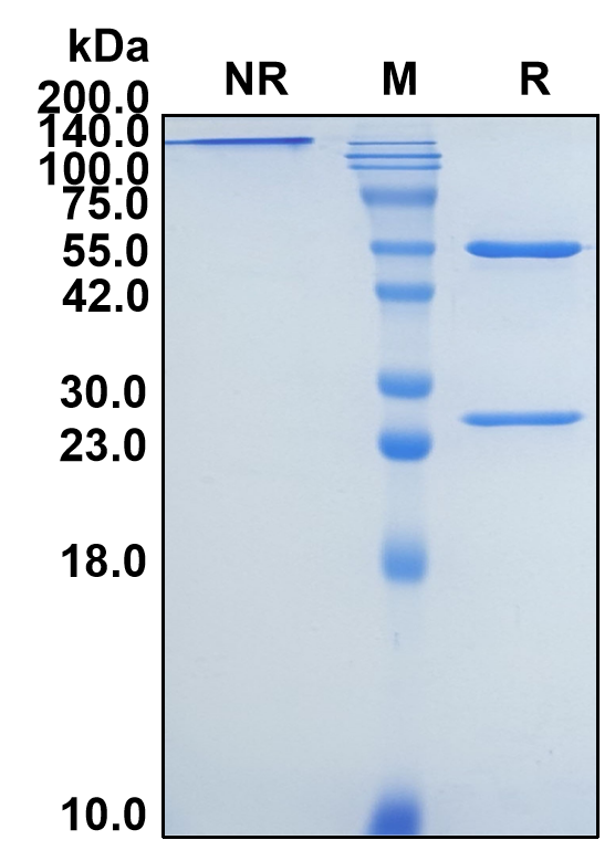 (Denintuzumab)Biosimilar Reference Antibody-GS40176